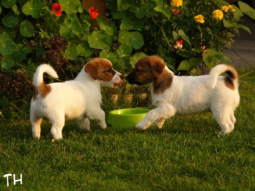 inka ja roki.jpg - Inka & Roki